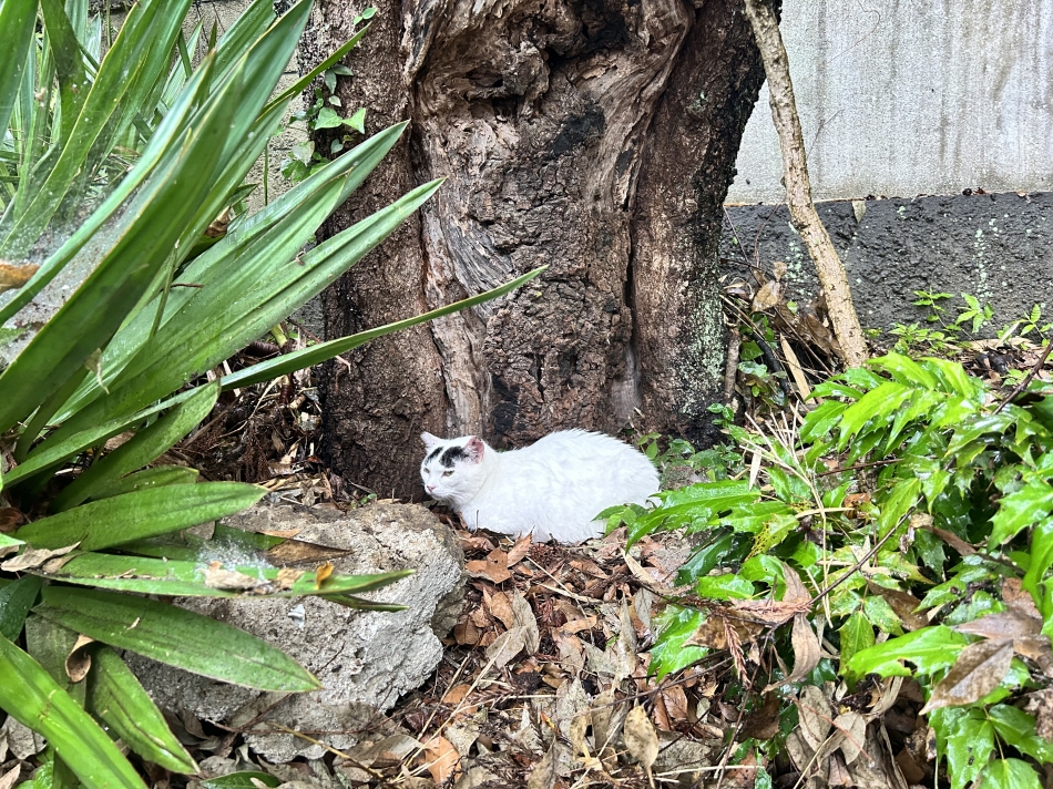 一条 葵