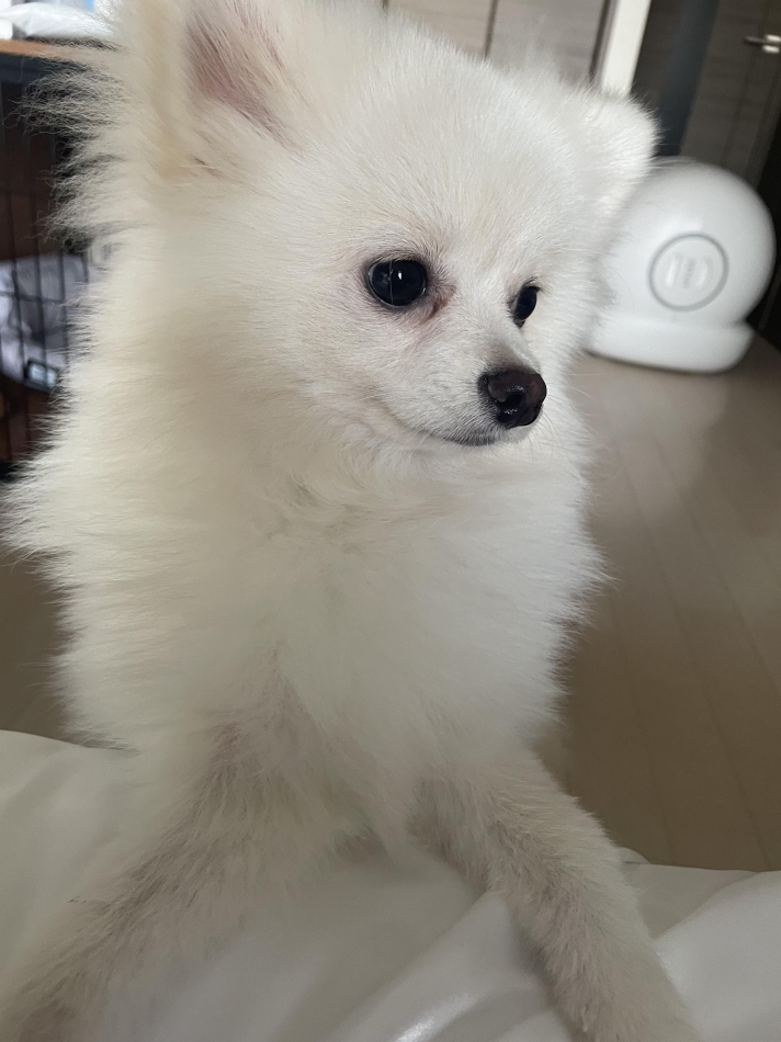 ブログデビュー