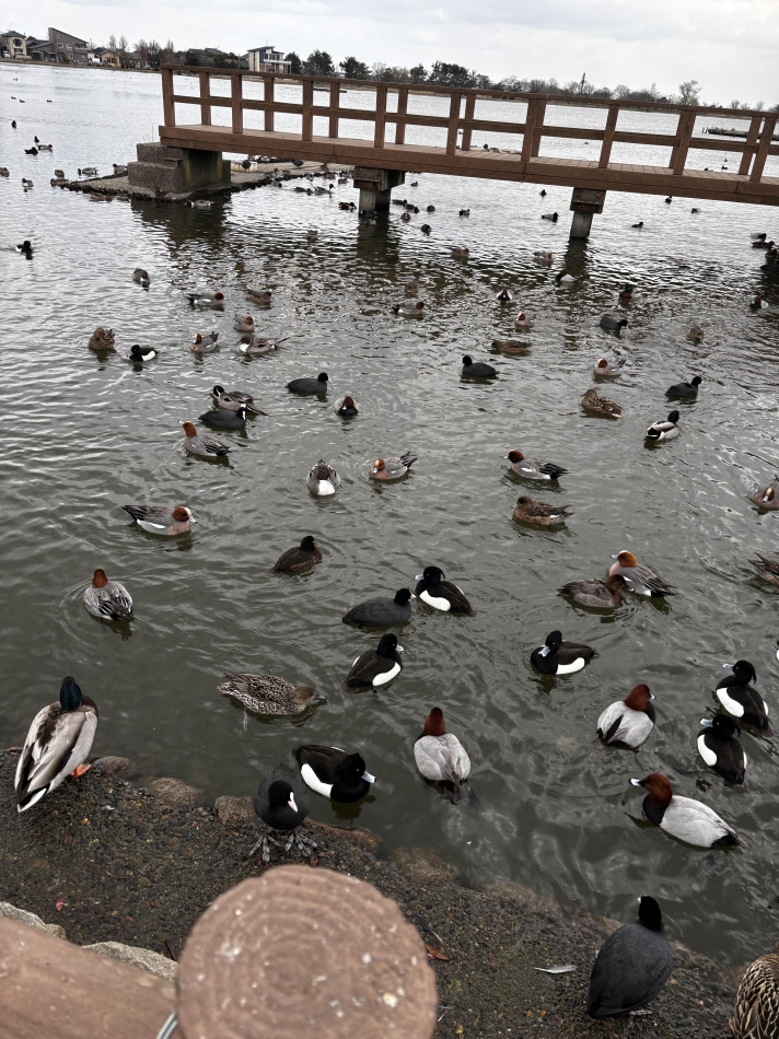 club Diana日記1620133