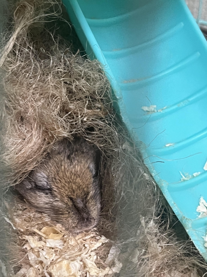 かわいい(*´³`*)