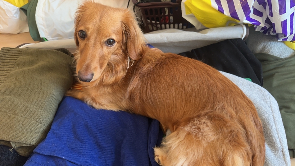 今日も可愛い愛犬