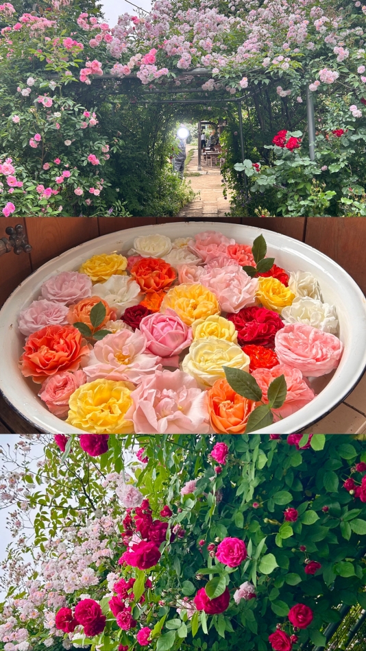 梅雨だねー🐸☔