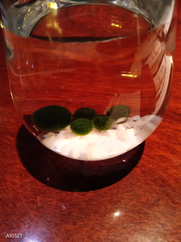 まりもは冷蔵庫