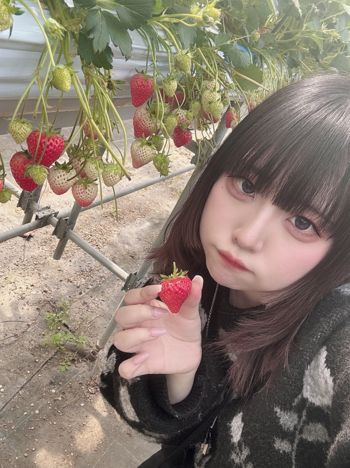 いちご狩ってきた