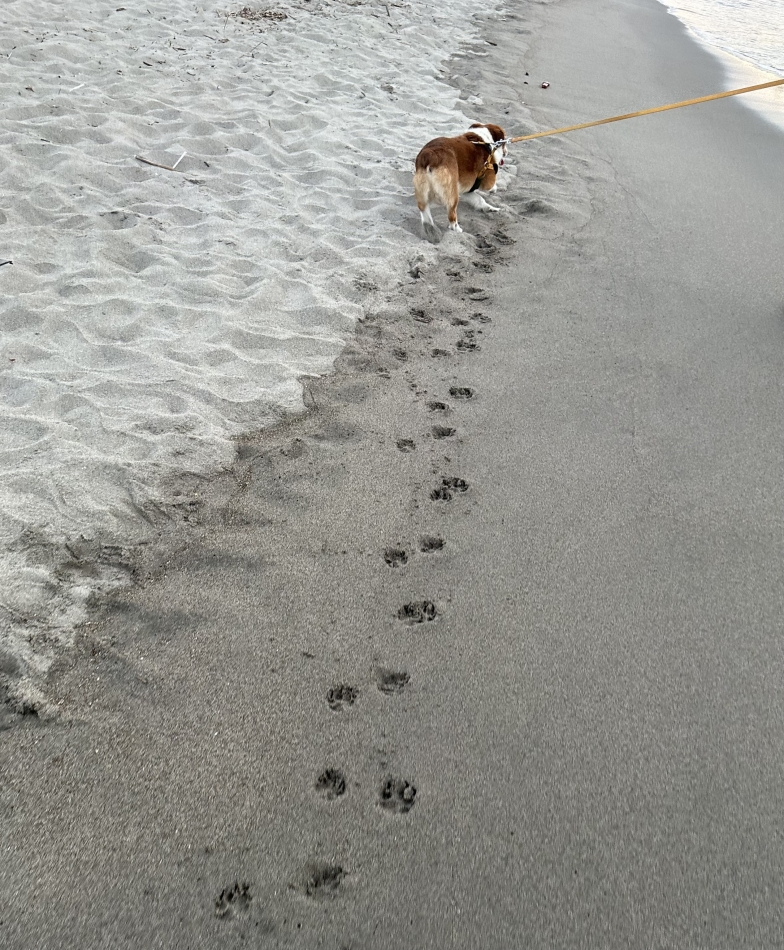 お待たせですっ