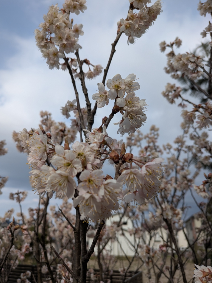 熟女キャバクラ Lips日記1620888