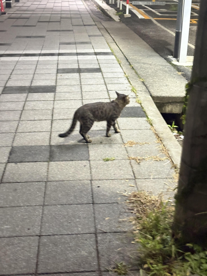 ぶらり散歩🚶🏻