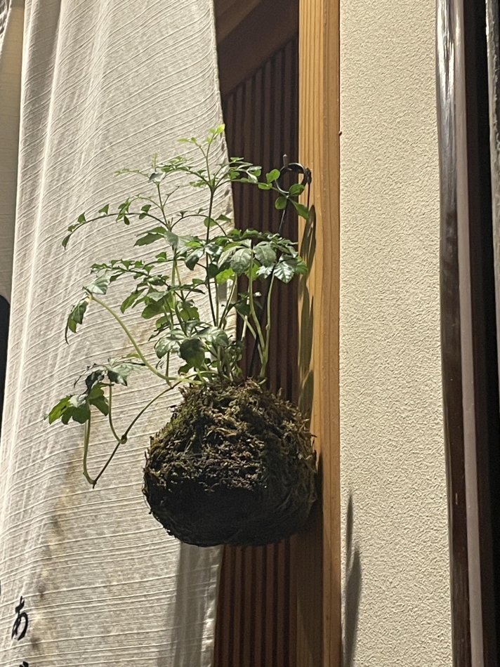 釣り忍