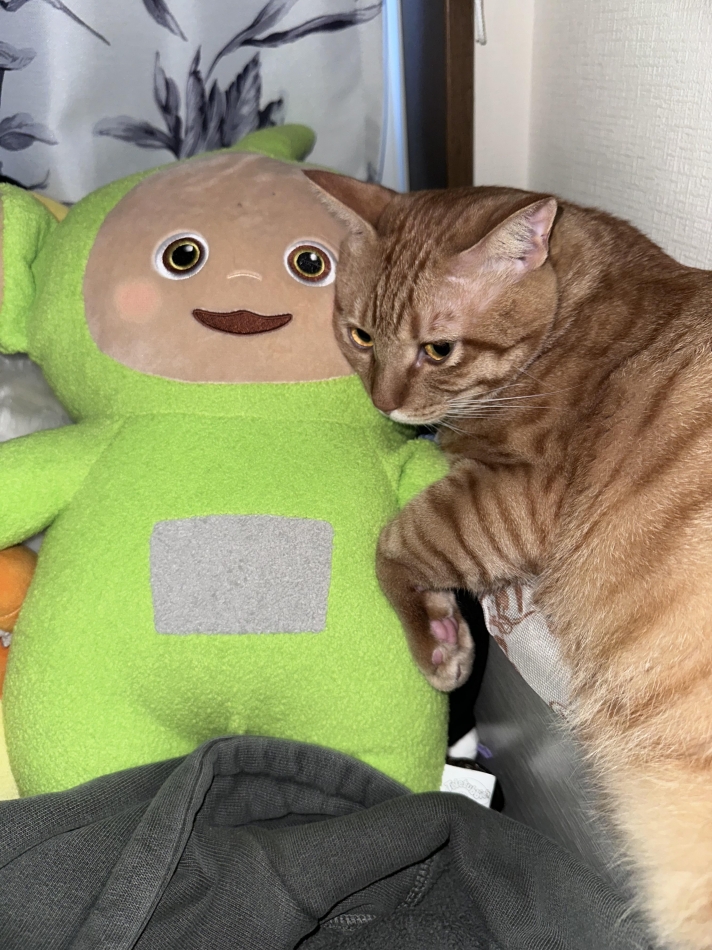 一条 葵