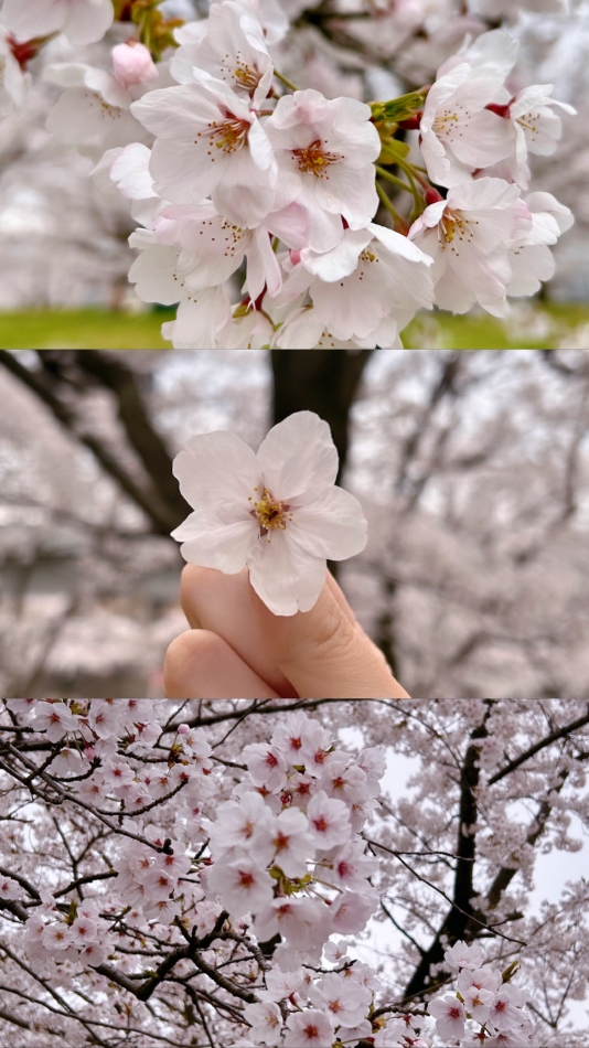 お花見と食欲🍡