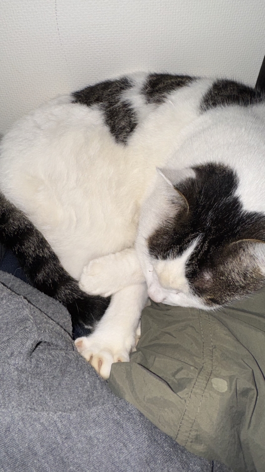 コンセプトカフェ　夢見る廃教会〜明日死ぬかもしれないぢゃん〜日記1520073