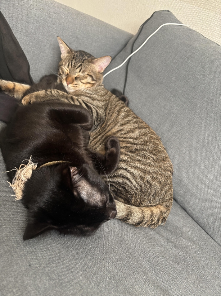 BRILLAR日記1538859