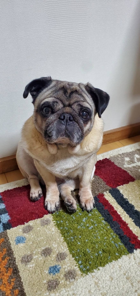 パグちゃんハピバ