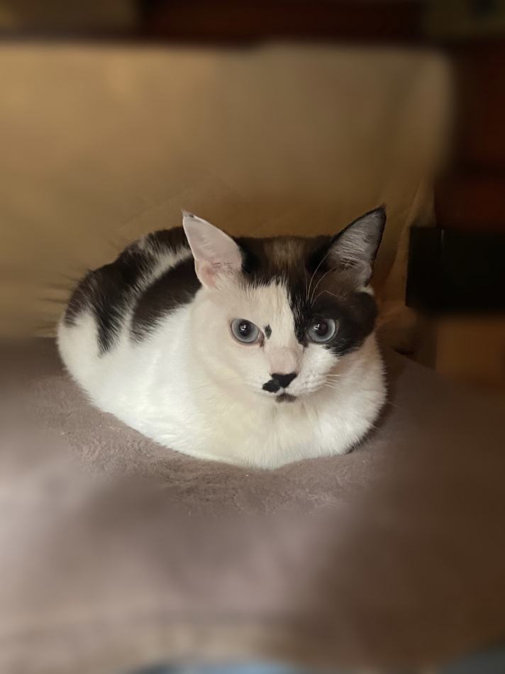 豆大福🐱