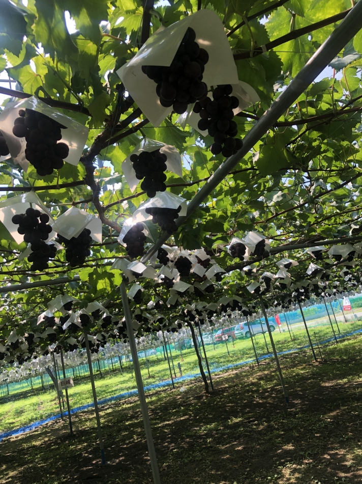 出勤しましたー