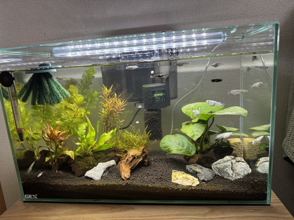 New KANAKO日記1553928