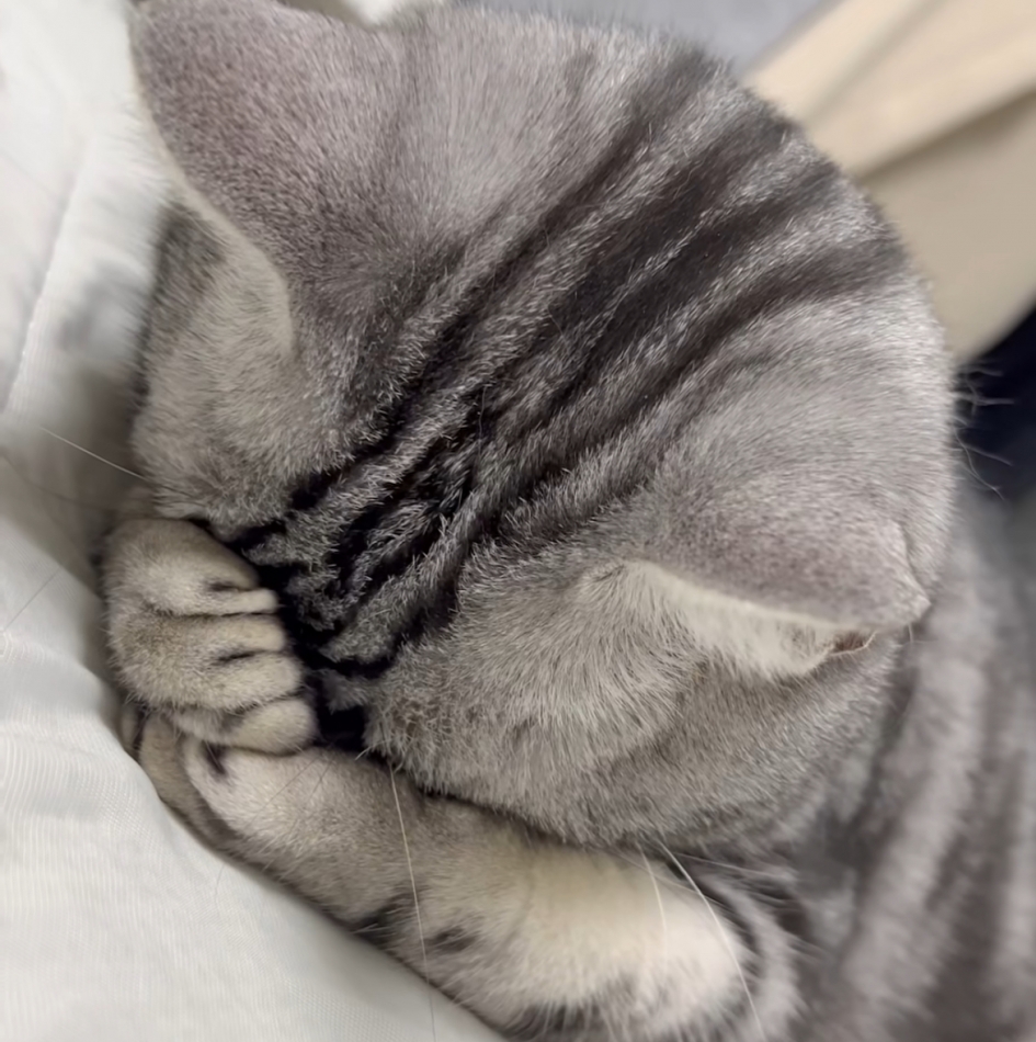 ૮₍ ̥⎽ ̫ ⎽ ̥₎ა