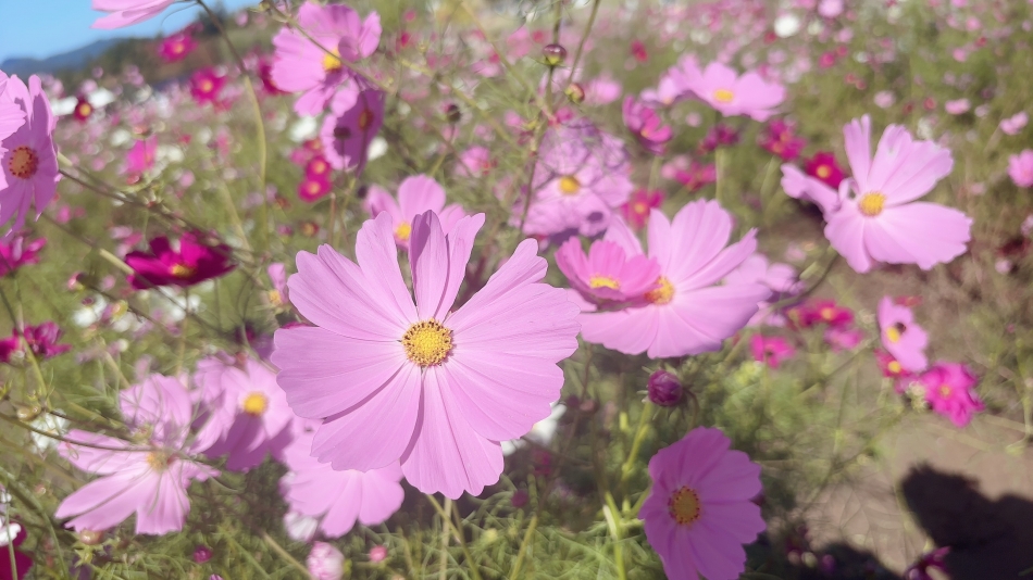 コスモス