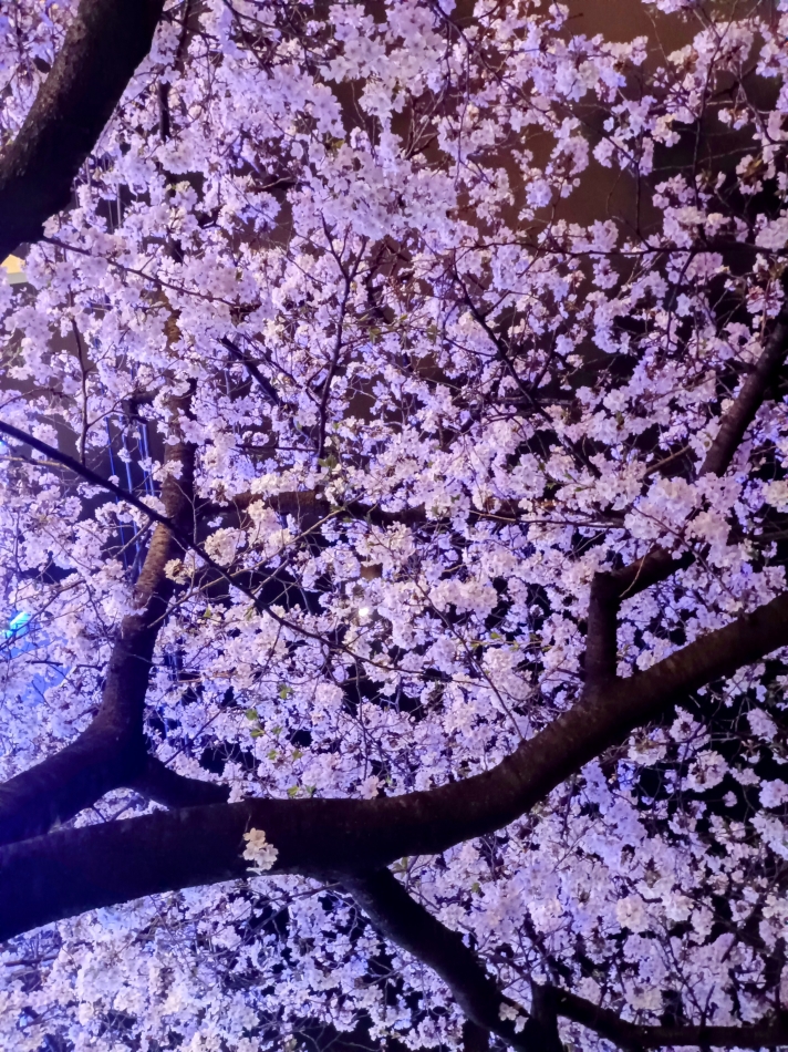夜桜