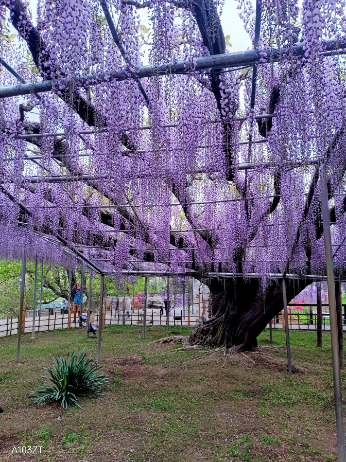 足利フラワーパーク