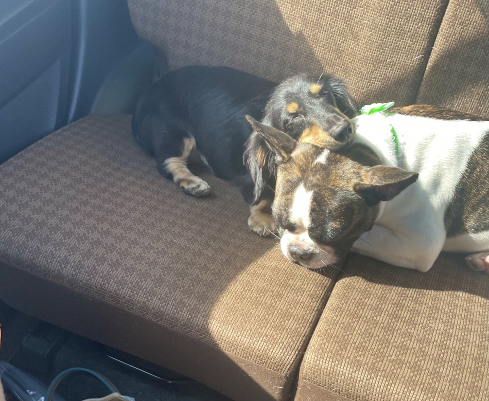 可愛すぎやろがい