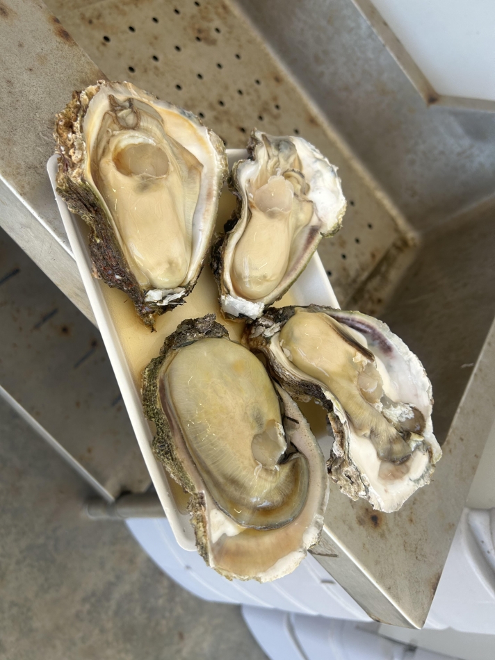 生牡蠣チャン🦪( '-' 🦪 )