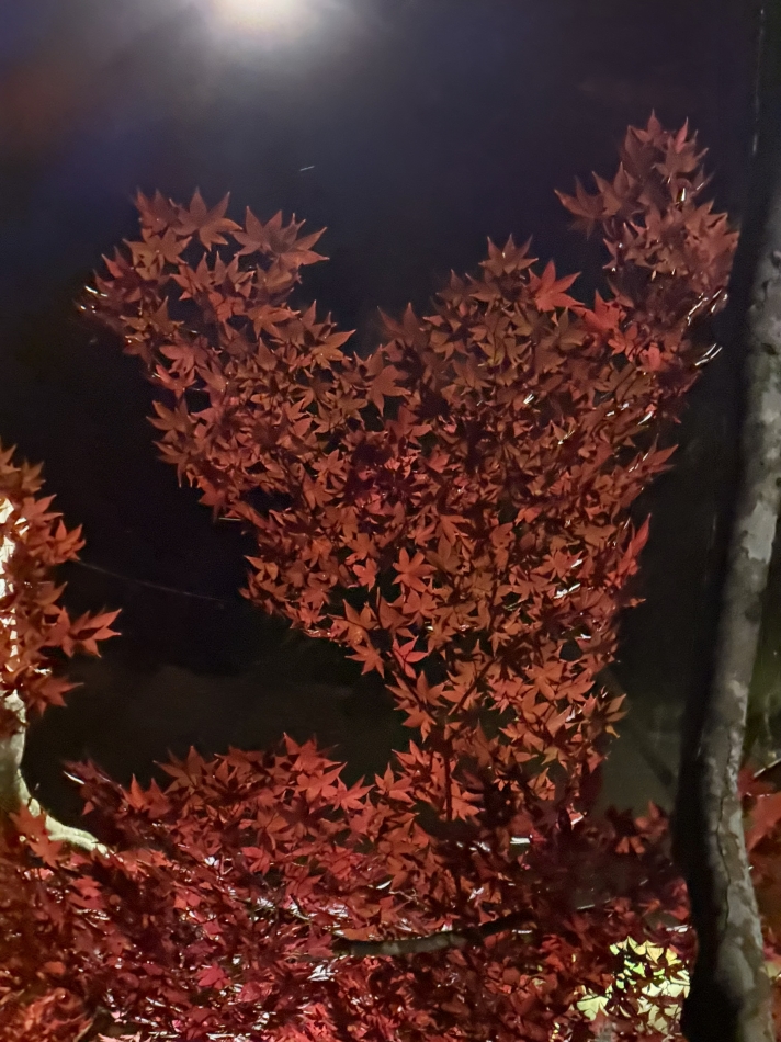 Diletto日記1526194