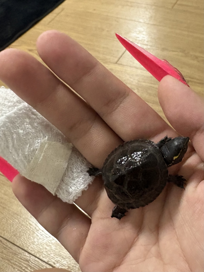 Gina日記1750127