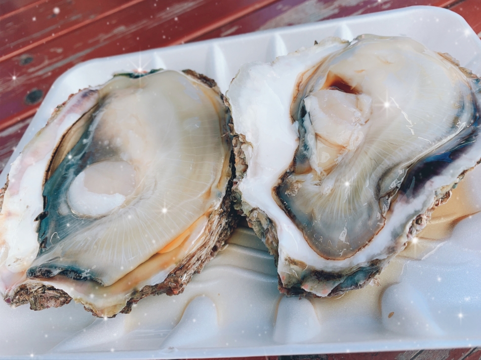 便乗してみるンゴ🦪( '-' 🦪 )