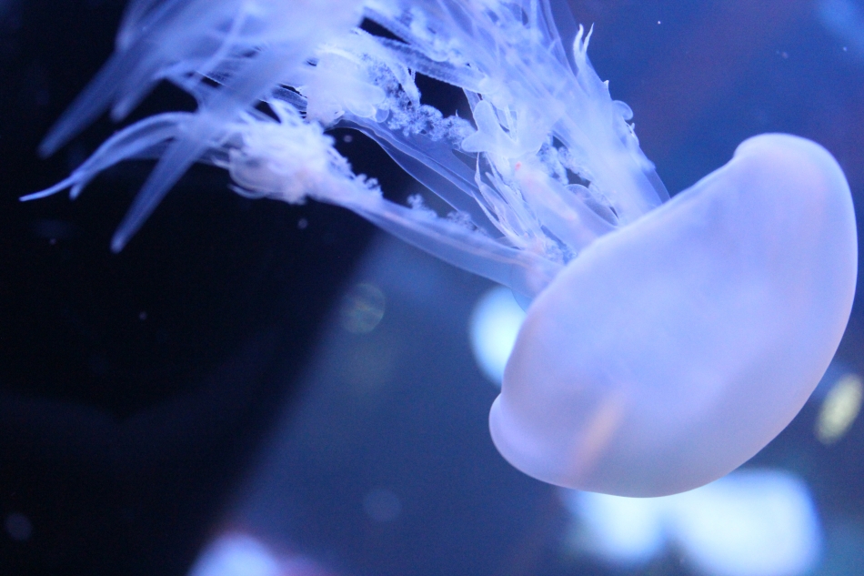 lounge Remika日記1174124