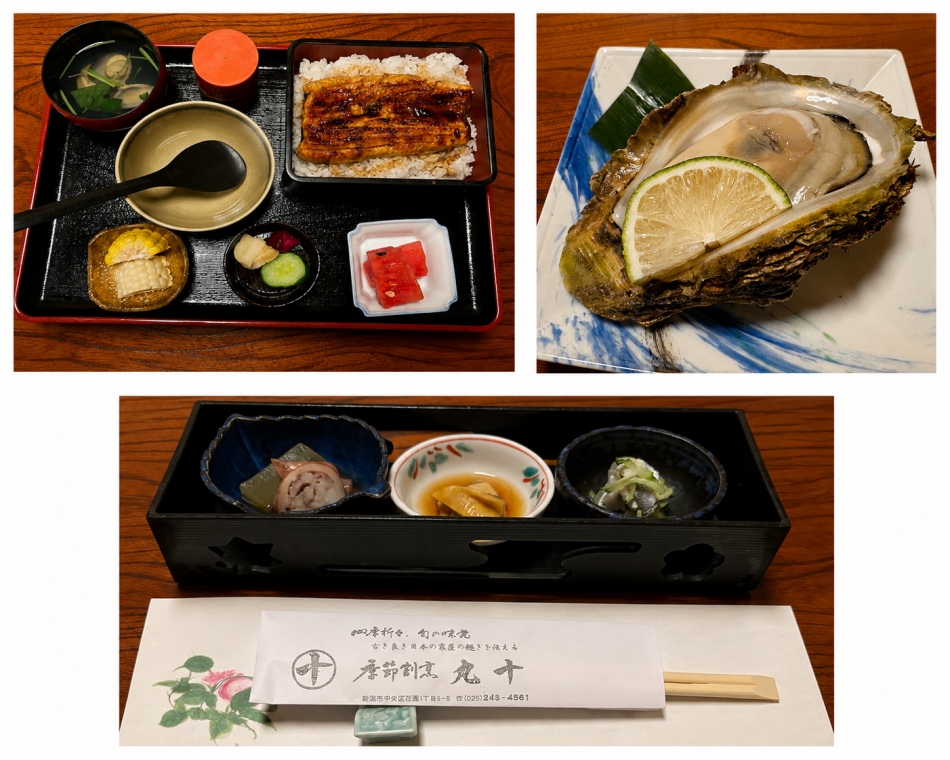 一条 葵