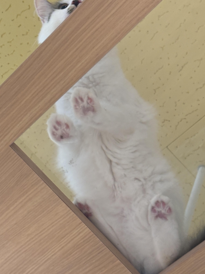 Premium　Ragdoll日記1202999