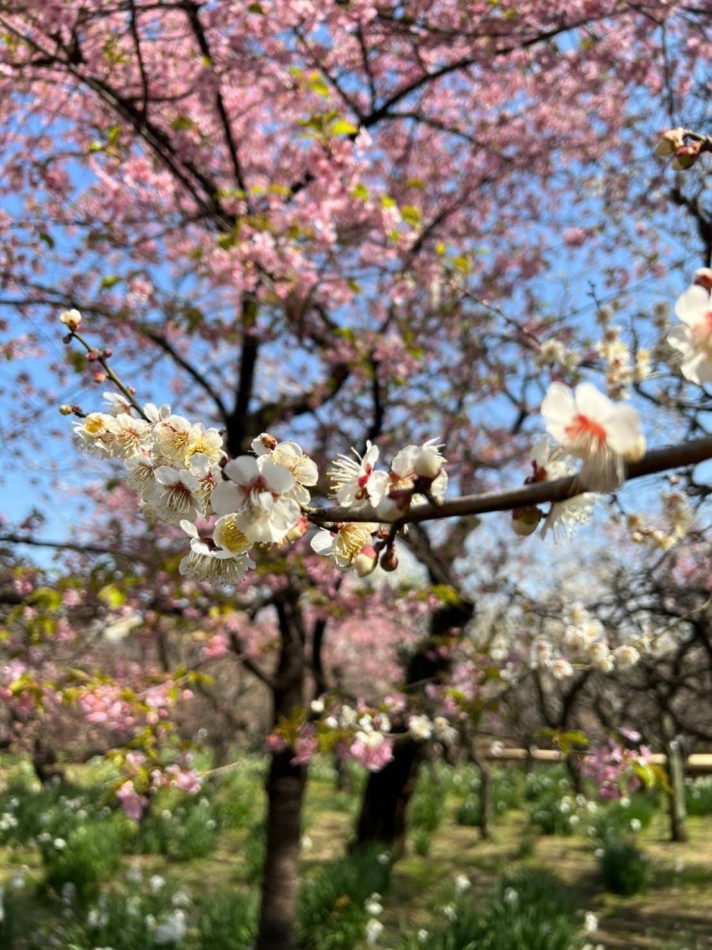 V-niigata-日記1605043