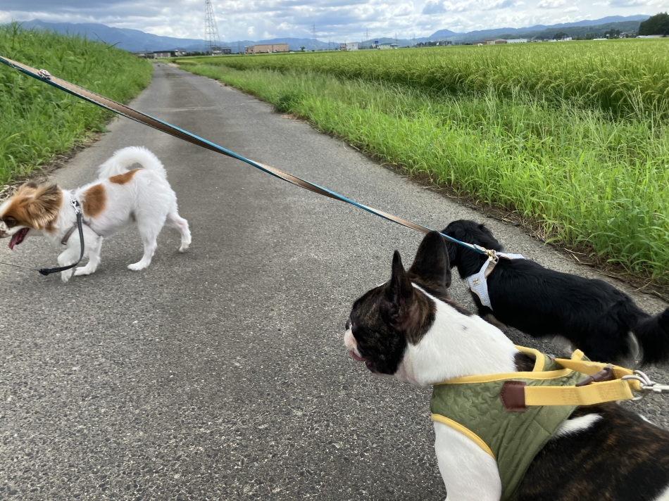 🐶ྀི🐶ྀི🐶ྀི