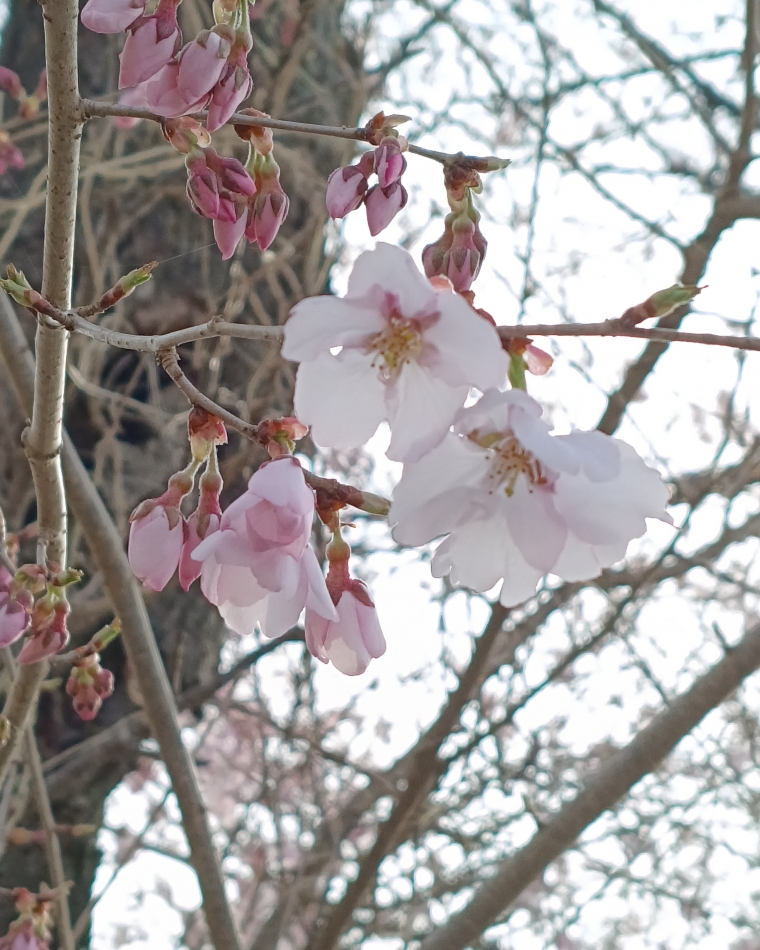 CLUB ASLI日記1629078