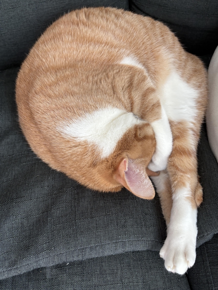 一条 葵
