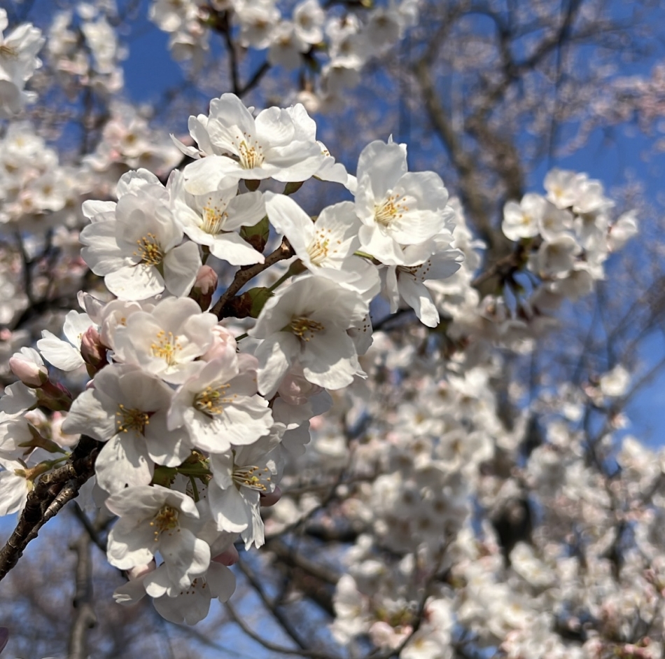 Lounge M日記1335073