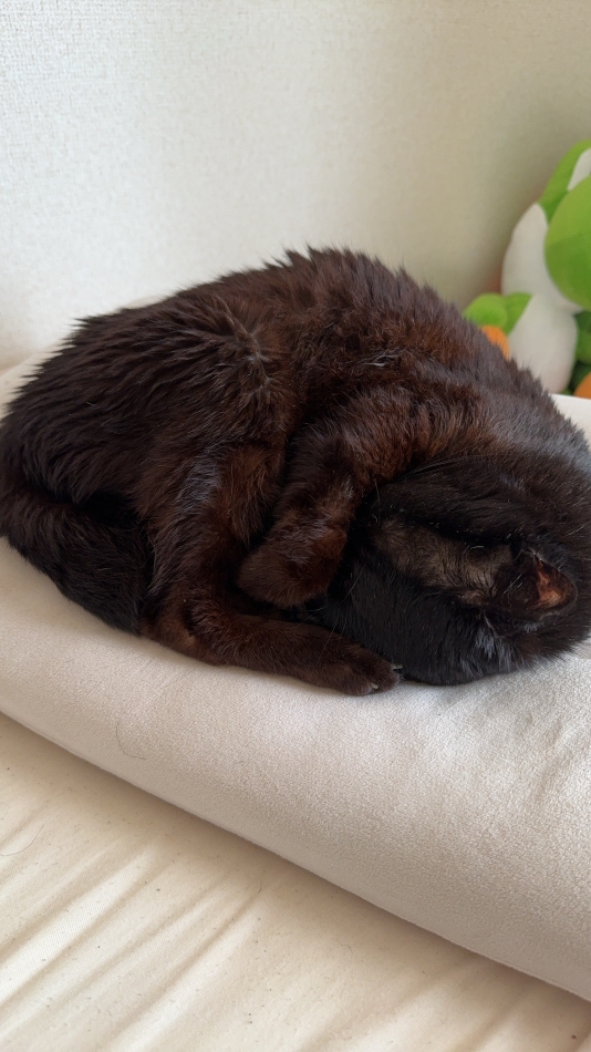 多分猫だと思う