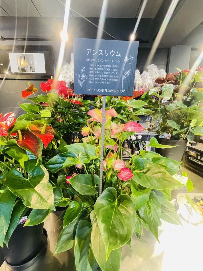 今週いっぱいで日本から旅立ちます。