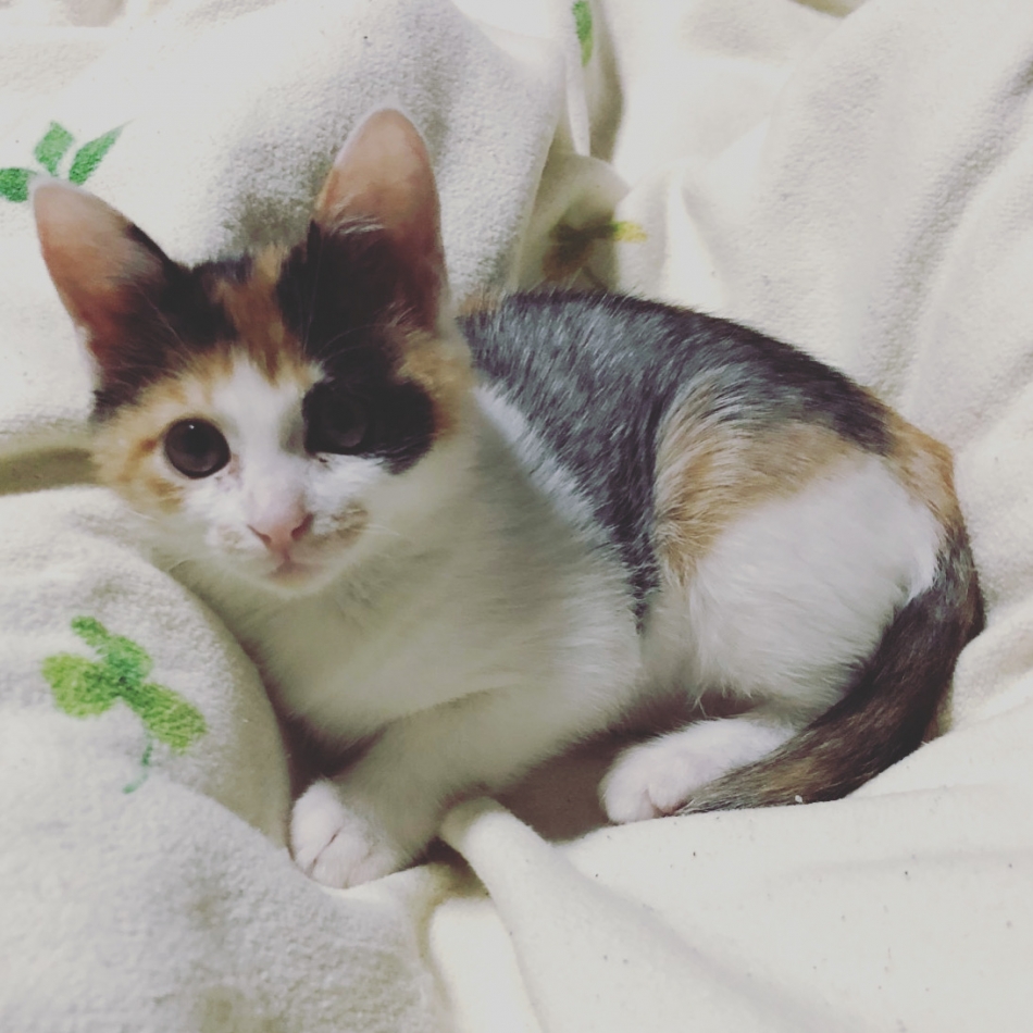 Diletto日記1568226