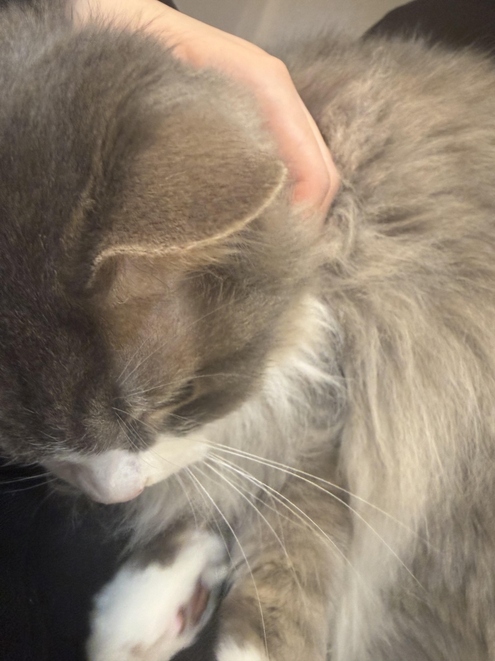 友達の家の猫🥹🎀