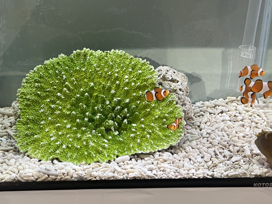 きれぇ～✨