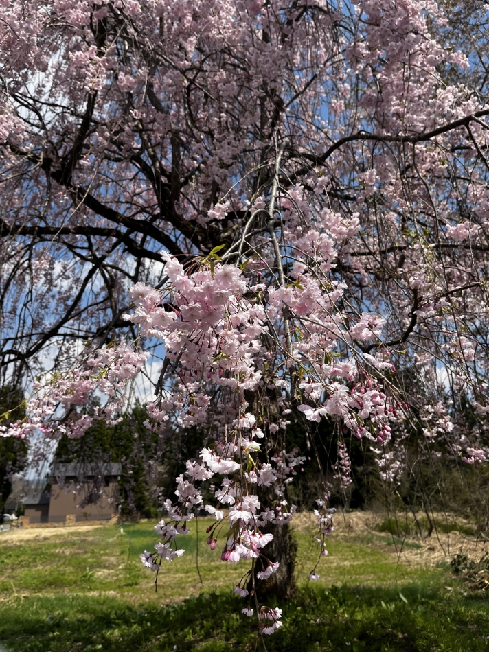 まだ桜咲いてた🥰