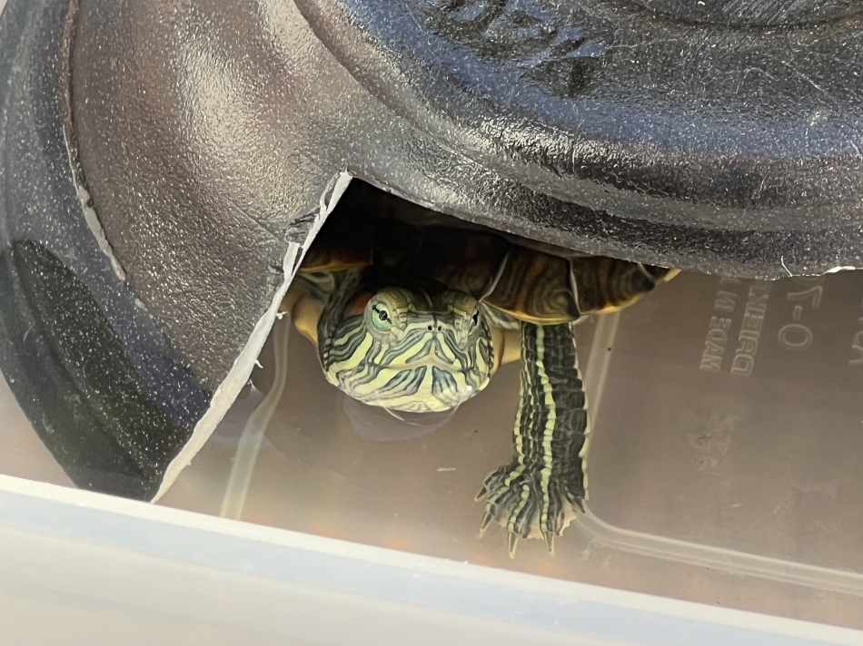 🐢⸒⸒