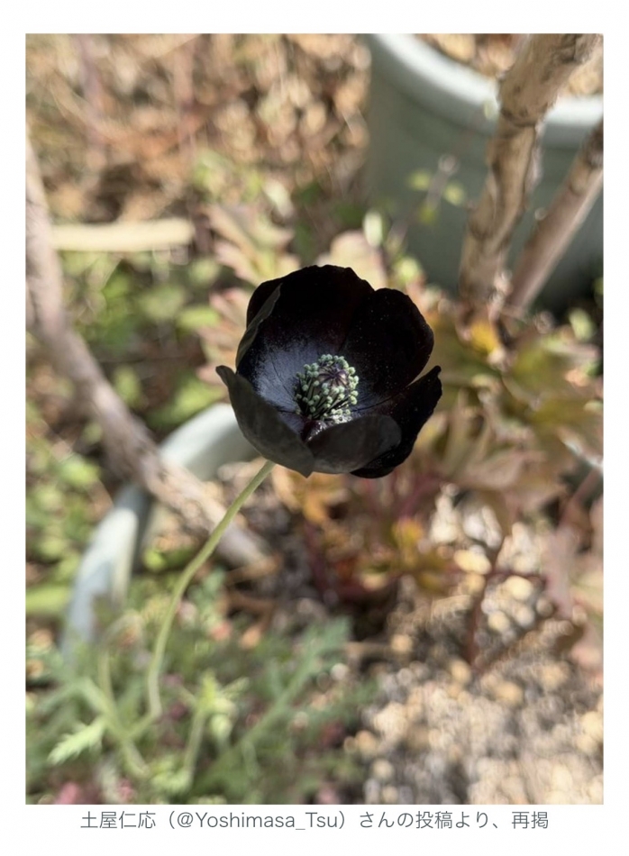 クラブ プラチナ 上田日記1631190