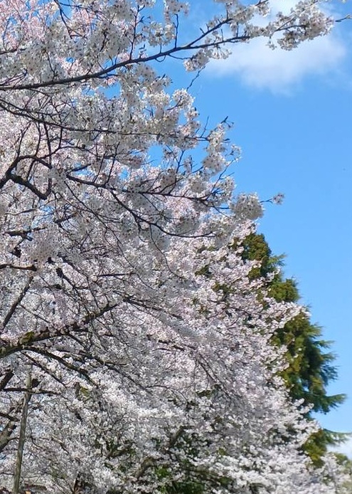 熟女キャバクラ Lips日記1633767