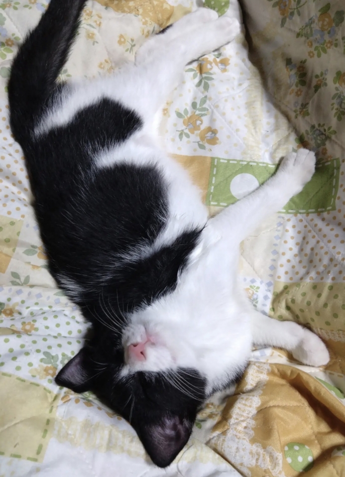 一条 葵