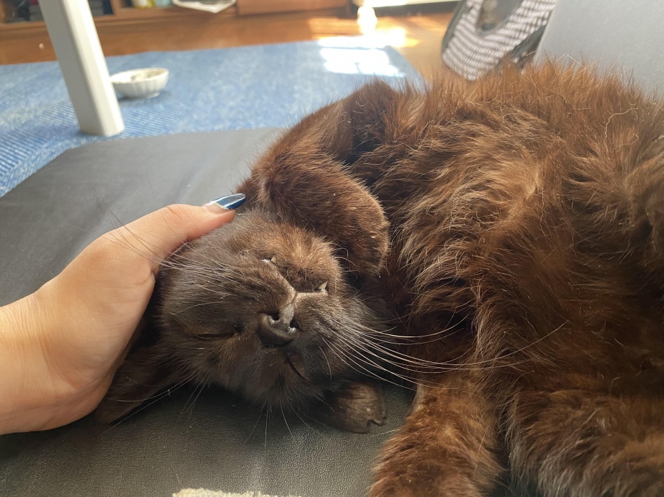 可愛すぎて無理