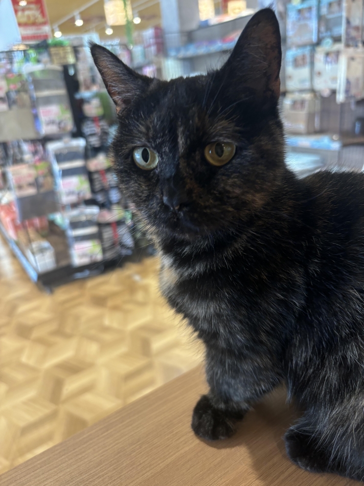 2度目まして🐈‍⬛