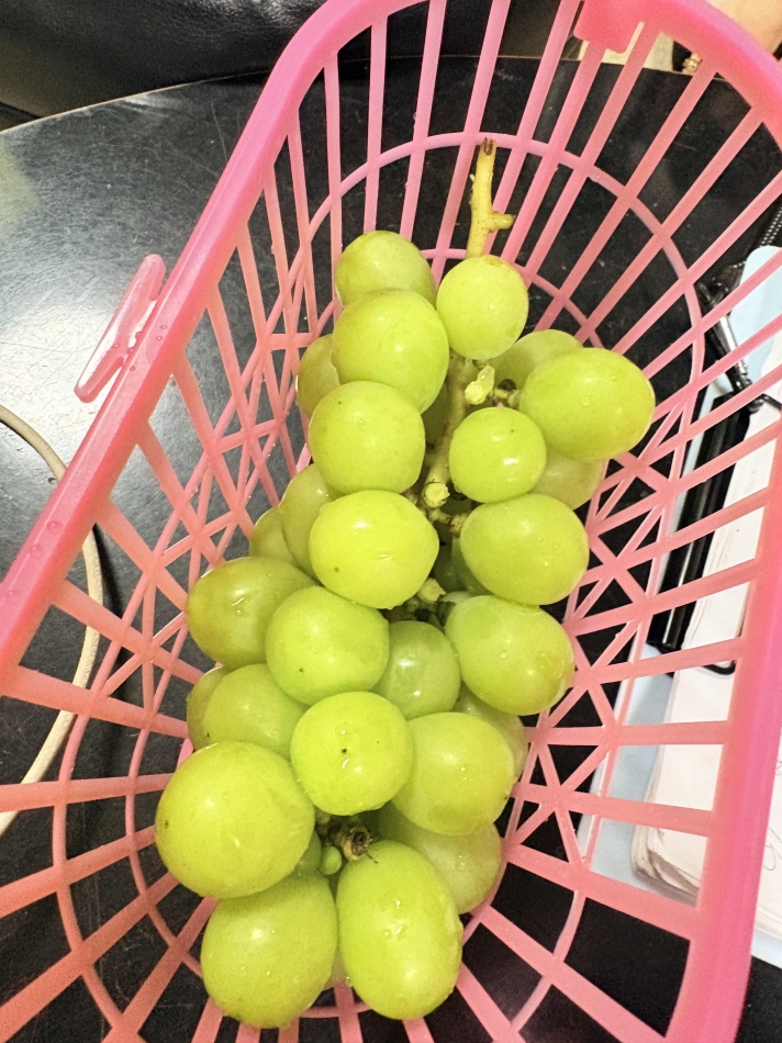 一条 葵